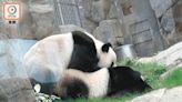 大熊貓已成旅客訪港體驗之一 旅發局期待可為旅遊業注入動力