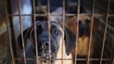 南韓70隻猛犬逃出......結果是3隻小型犬 誤發災難簡訊被罵翻