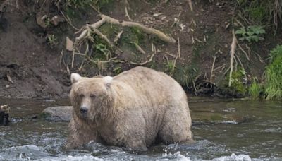 Grazer beats the behemoth that killed her cub to win Alaska's Fat Bear Contest