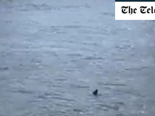 Watch: Woman claims she spotted a shark in the Thames