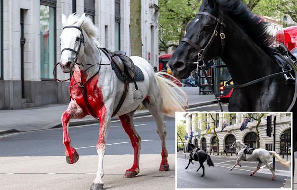 Blood-soaked UK military horse that stampeded through London needed emergency surgery and may never return to service