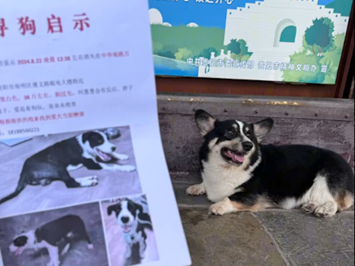 邊境牧羊犬走失他接到目擊電話「一模一樣」 衝去卻看到短腿柯基