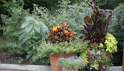 Want to garden, but don't have much space? Here's how to start a container garden.
