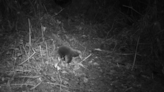 Elusive egg-laying mammal caught on camera for the first time