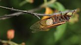 Collecting sex-crazed zombie cicadas on speed: Scientists track a bug-controlling super-sized fungus