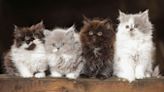 Fluffy Cat Breeds to Consider When You're Thinking of Getting a New Friend