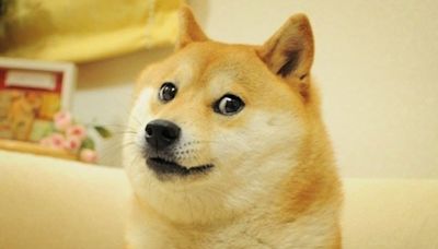Kabosu, the dog behind the 'doge' internet meme, has died