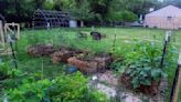 If your soil's no good or you don't have any, grow your garden plants in straw bales