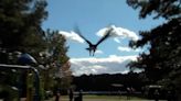 Watch as injured bald eagle is released back into Virginia wild after a year of treatment