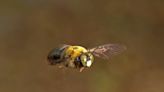 Carpenter bees a spring buzzkill? What to do if you find their holes in your deck