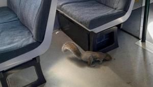 Squirrel causes train cancelation after running on board | FOX 28 Spokane