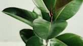 Beat the heat: 5 houseplants that will actually keep your home cool