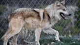 Two Mexican gray wolves are released in southern Arizona's Sky Islands. Why that matters