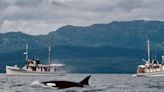Orcas in Alaska are stealing fish right from the lines — and the new behavior seems to be killing them