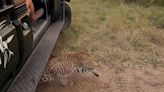 'Leopard under the car'; incredible encounter caught on video