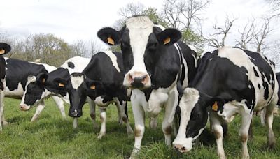 Autriche : Une randonneuse tuée par une attaque de vaches le jour de son anniversaire