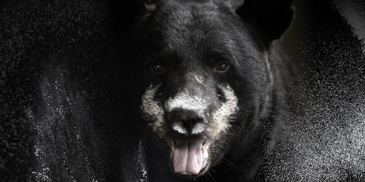 WAVE documentary on true story behind Cocaine Bear nabs Emmy Award