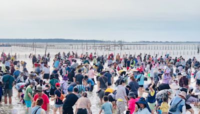 台南七股海鮮節7/6開跑 六孔碼頭挖文蛤率先登場