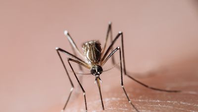 U.S. Sees Increased Risk of Dengue Virus. But What Is It?