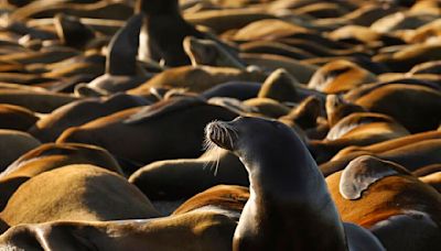 Dead baby sea lions showing up along California coastal islands. Researchers aren't sure why