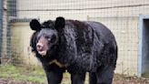 A refugee bear from a bombed-out Ukraine zoo finds a new home in Scotland