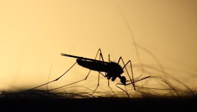 EU watchdog green lights first vaccine against Chikungunya