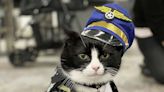 San Francisco International Airport has hired a 14-year-old cat, Duke Ellington Morris, onto its team of therapy animals