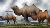 大陸研究報告 「挑食」疑似諾氏駝遠古時代滅絕死因