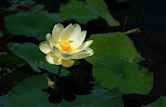 Nelumbo lutea