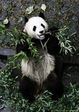 Giant panda