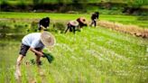 迎接「芒種」開運日！書房掛上「它」文昌運啟動