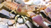 Be aware of these invasive crayfish