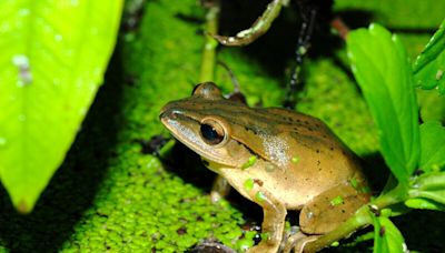 斑腿樹蛙大擴散！原生蛙類數量漸減少 林試所曝解方