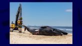 États-Unis: une baleine en voie d'extinction retrouvé morte sur la proue d'un bateau de croisière