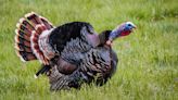 Merriam's Wild Turkey: The Western Gobbler