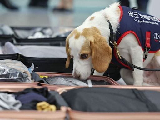 South Korean sniffer dog searches for post-Olympic bedbugs