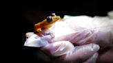 Here's what you can do to protect Wisconsin's frogs and toads