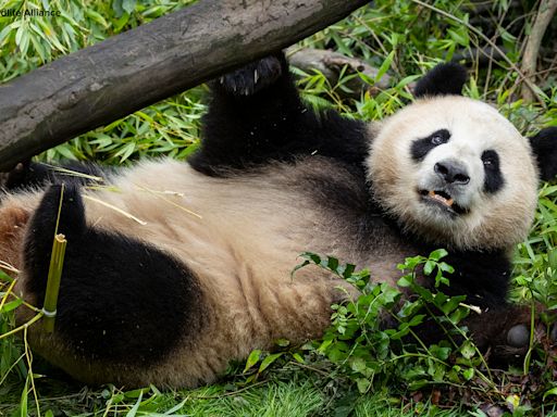 See 1st photos of new pandas at San Diego Zoo