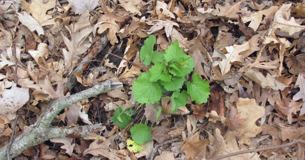 Hancock County resolution requires noxious weeds to be addressed by summer