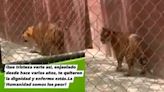 VIDEO: Exhiben a tigre de Bengala en malas condiciones en zoológico de Reynosa