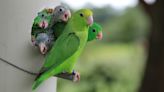 Why parrots sometimes adopt — or kill — each other’s babies