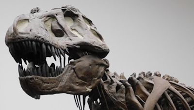 ¿Lo sabías? dinosaurios no eran tan listos como se creía según estudios