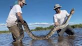 Desde hace años Florida paga a cazadores para eliminar serpientes pitón... ¿funciona?