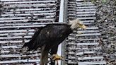 2 eagles rescued in B.C. after getting locked in fight, 1 flies into a scooter