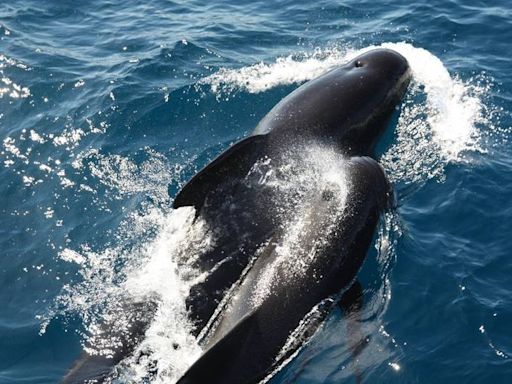 Orcas Sink Sailing Yacht in Strait of Gibraltar