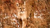 A 70-Year-Old Hiker Fought Off a Mountain Lion in Utah