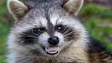 Raccoon with rabies in Suffolk attacks dog