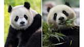 Giant pandas are returning to Washington’s National Zoo from China by the end of the year