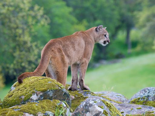 A man killed a mountain lion with a shovel. He says it was to protect his dog