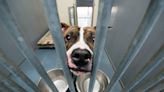 Minnesota Shelter Makes Desperate Plea for Fosters for Their Biggest Dogs
